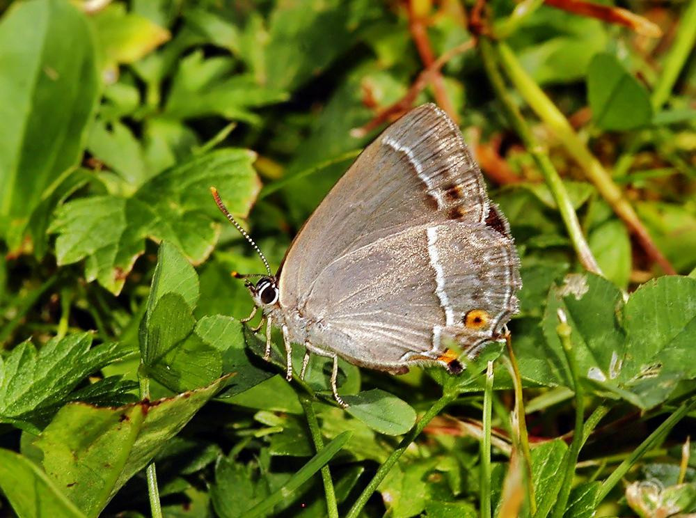 Der Blaue Eichenzipfelfalter