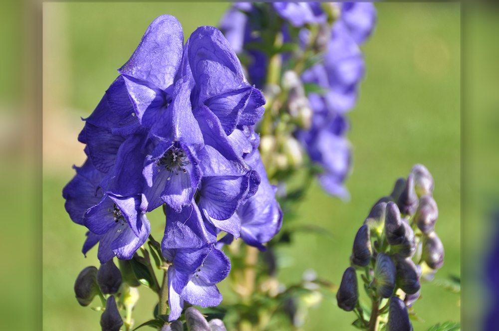 der blaue EISENHUT