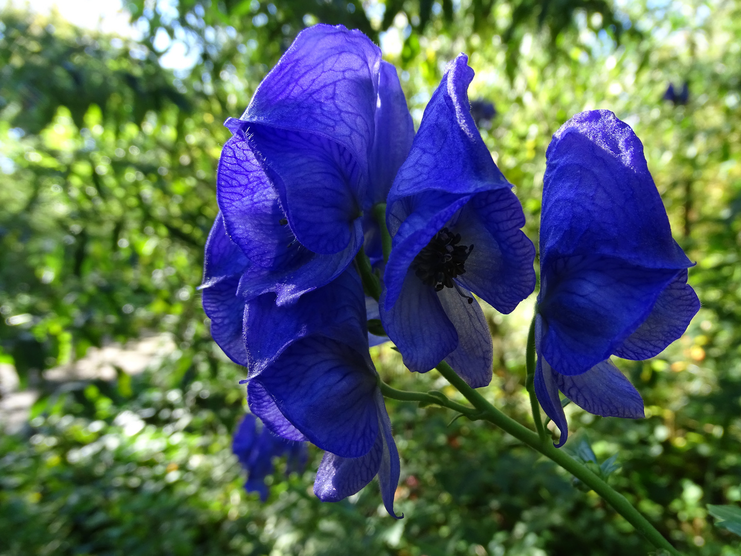 Der Blaue Eisenhut (Aconitum napellus) 