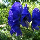 Der Blaue Eisenhut (Aconitum napellus) 