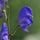 Der Blaue Eisenhut gilt als die giftigste Pflanzenart Europas