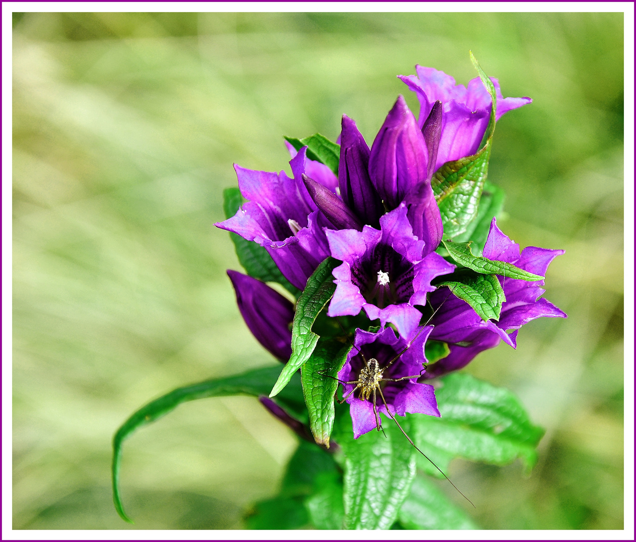 Der blaue Enzian einmal in einer anderen Farbe