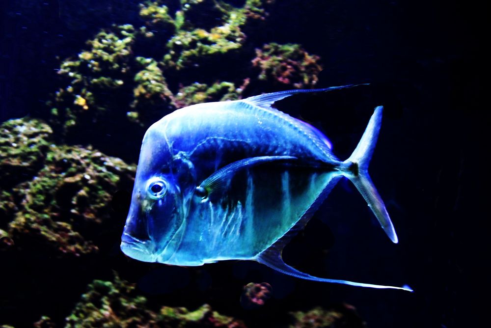 Der blaue Fisch Foto & Bild tiere, natur Bilder auf
