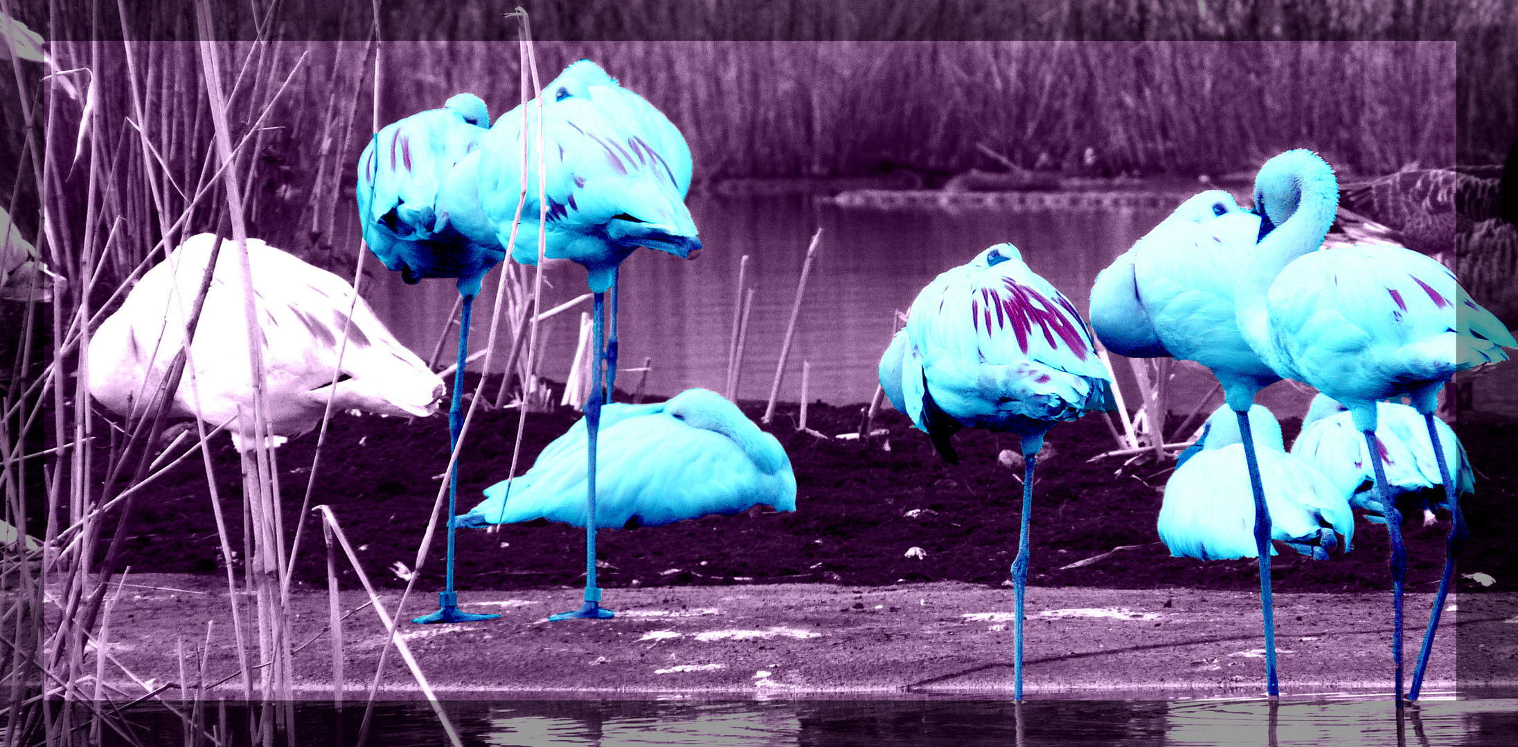 Der Blaue Flamingo