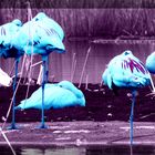 Der Blaue Flamingo