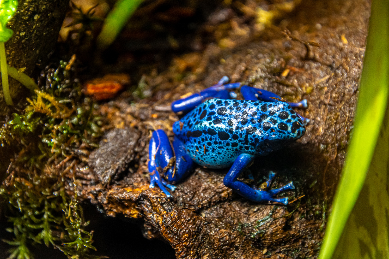 Der blaue Frosch - Alkohol ??