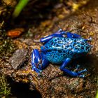 Der blaue Frosch - Alkohol ??