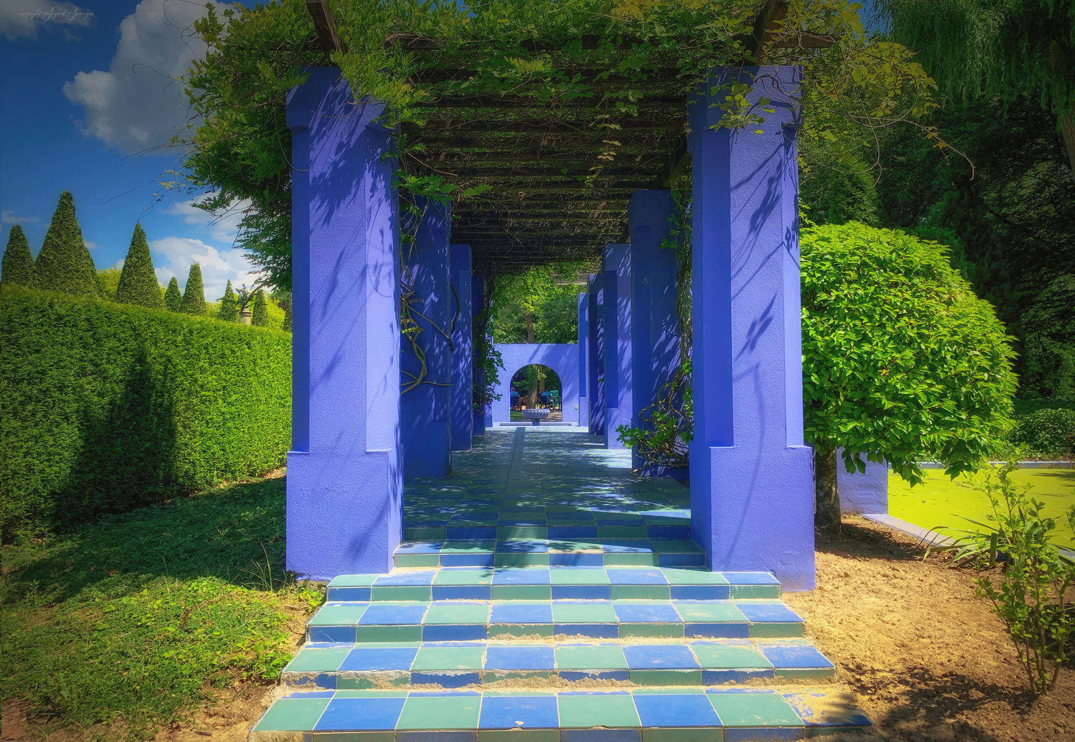 Der blaue Garten Jardin Marjorelle Foto & Bild natur