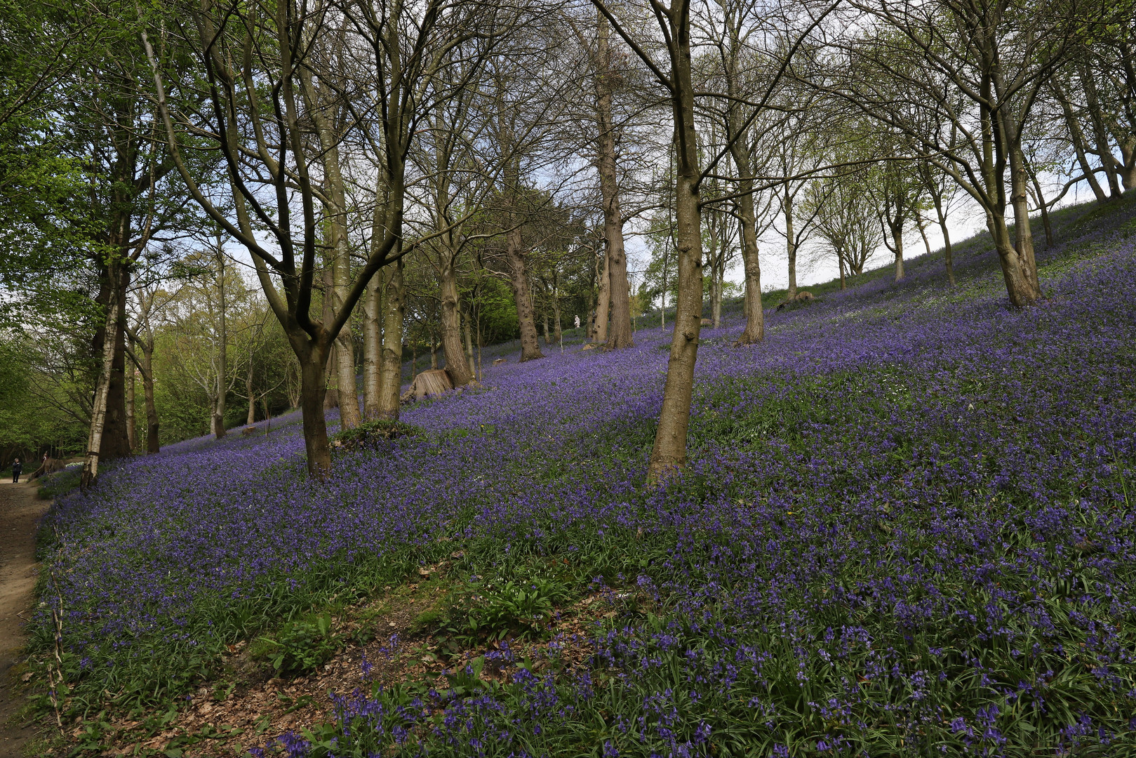 Der blaue Hang (2019_04_30_EOS 6D Mark II_1561_ji)