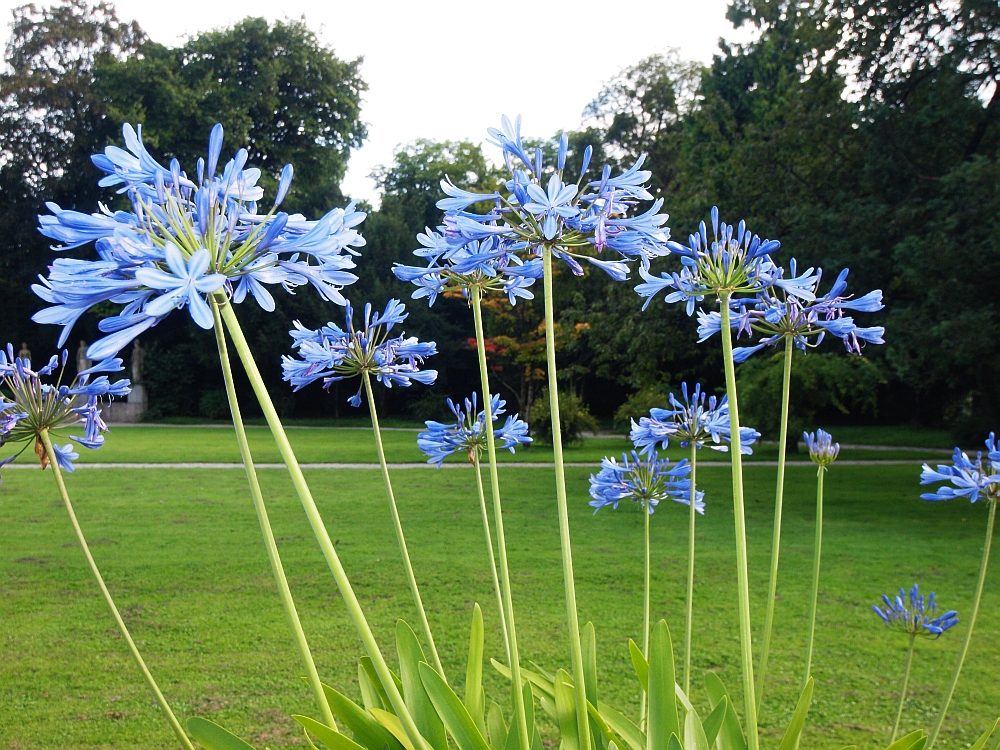 der blaue Herbst