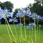 der blaue Herbst