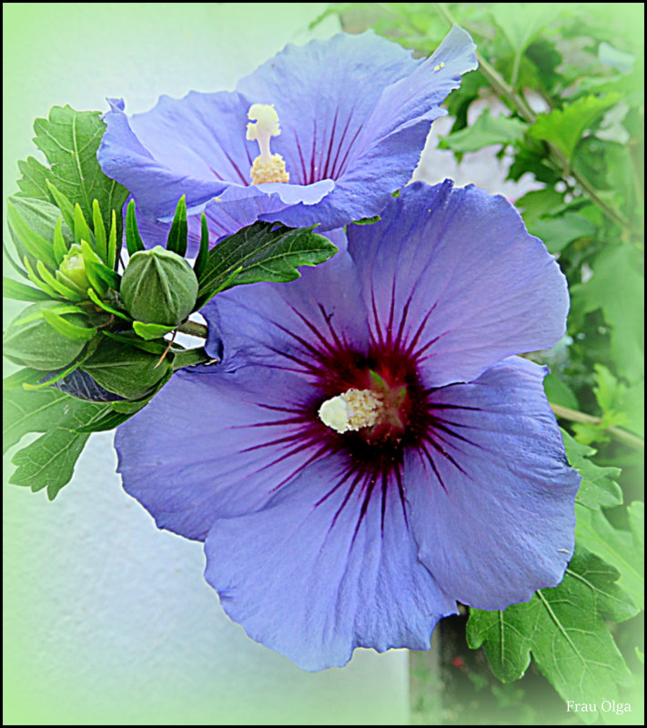 Der blaue Hibiskus Foto & Bild natur, pflanzen, pilze & flechten