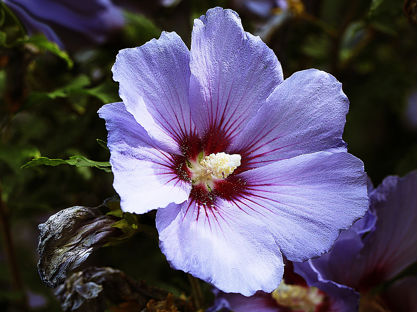 der blaue Hibiskus