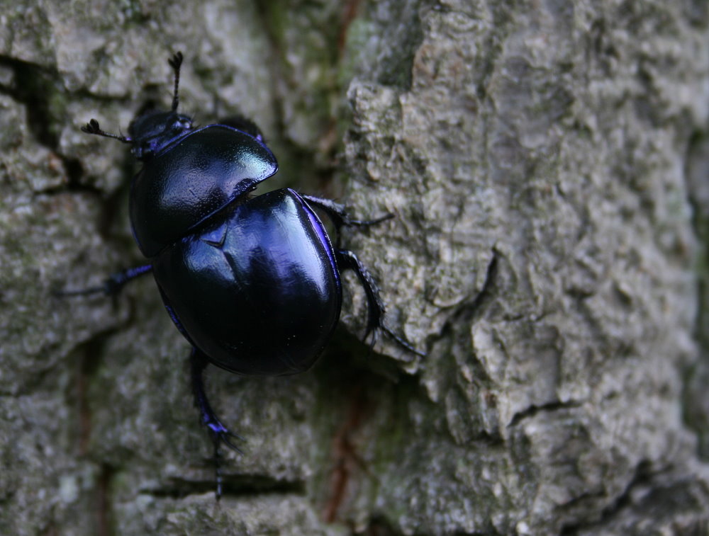 Der blaue Käfer Foto & Bild tiere, wildlife, insekten Bilder auf