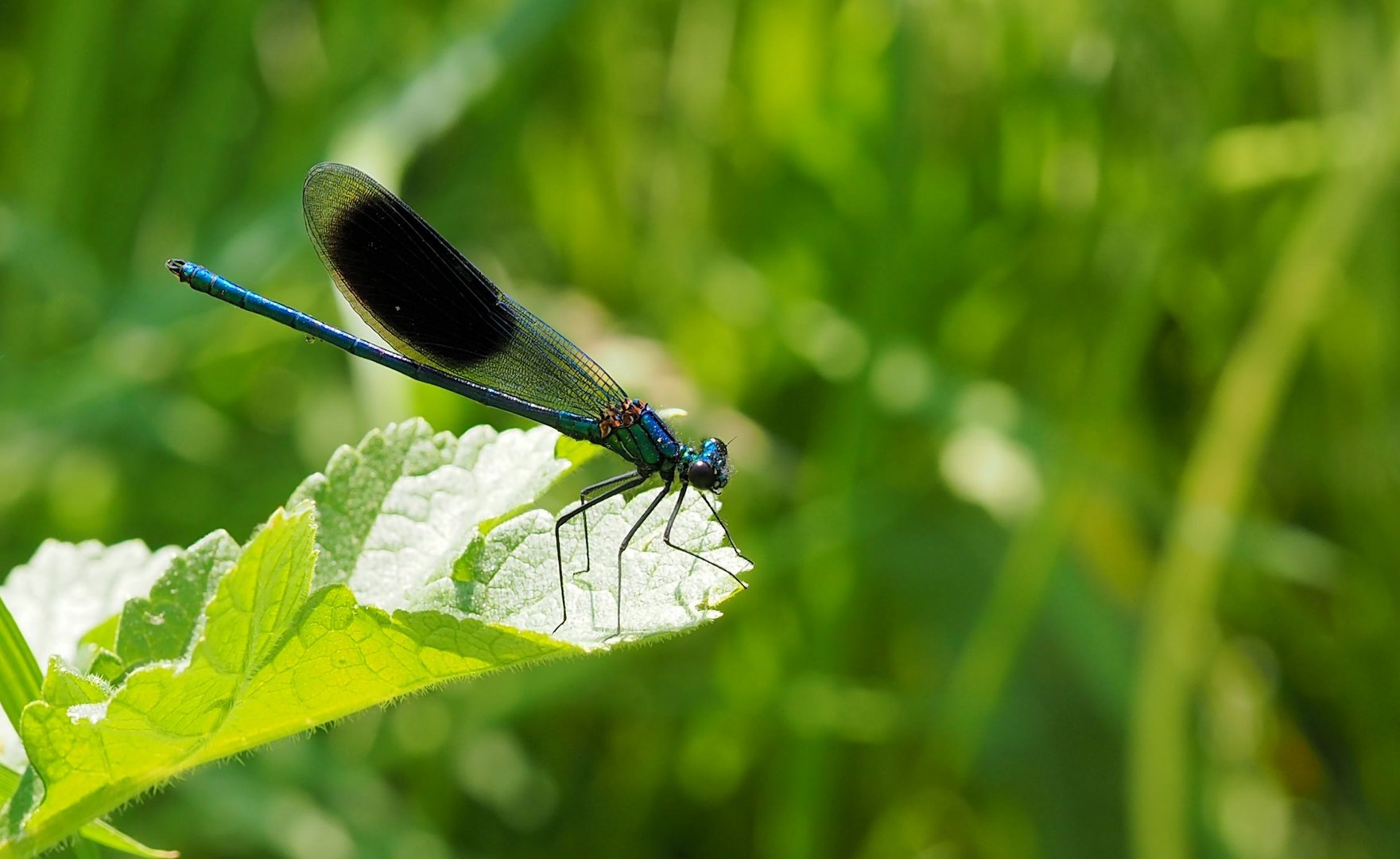 Der Blaue Klaus....