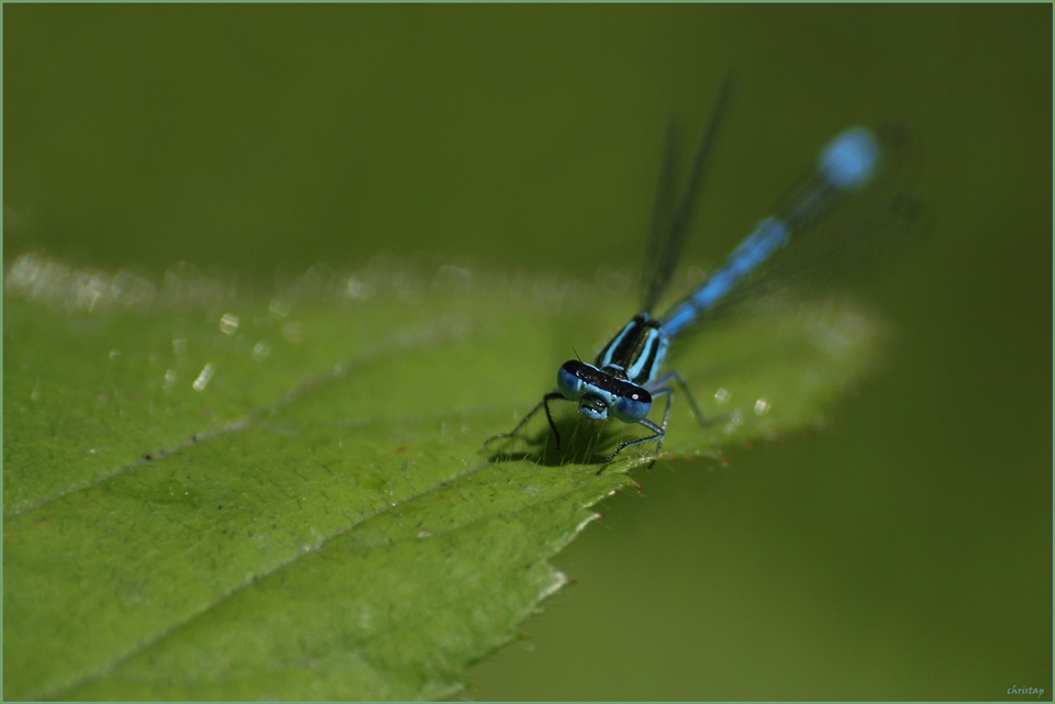 Der blaue Klaus ist gelandet :-)