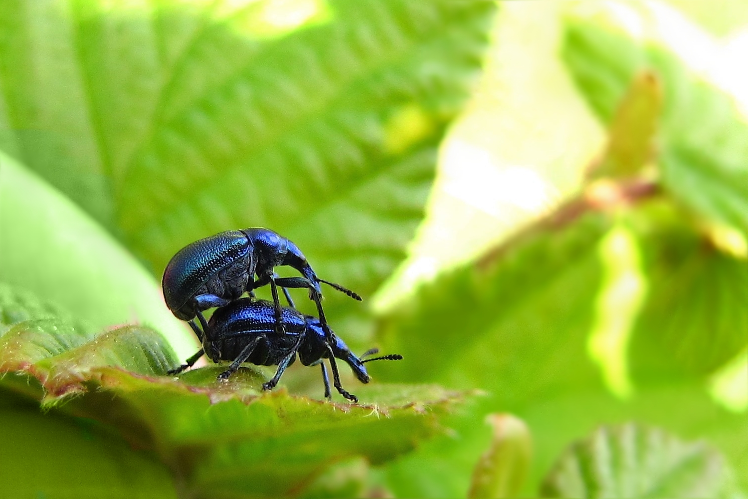 Der Blaue Klaus schiebt