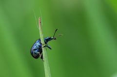 Der blaue Klaus...der niedliche Stecher