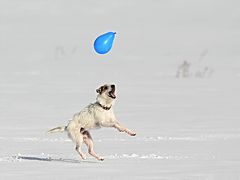 ...der blaue Luftballon