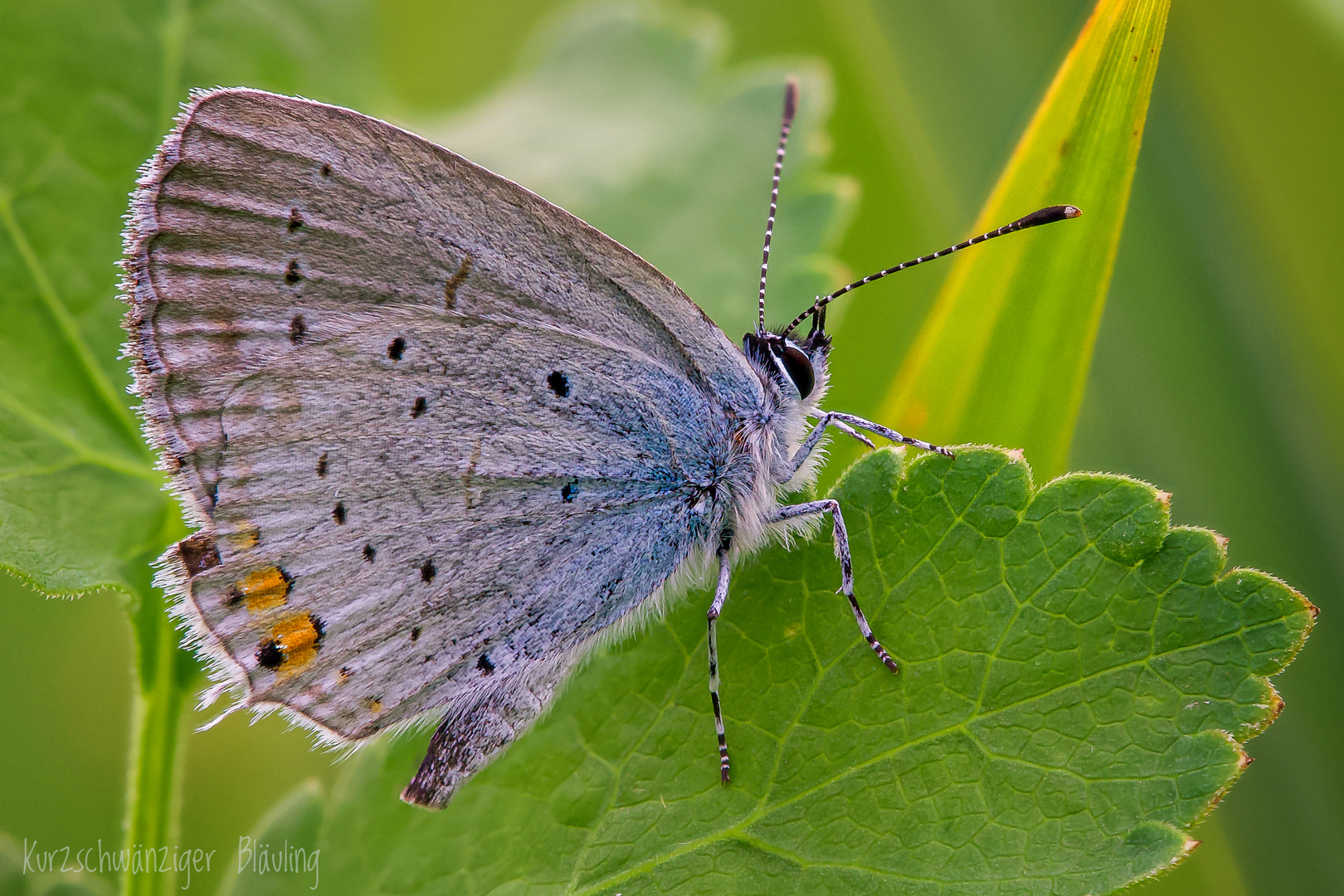 Der Blaue mit dem kurzen Schwanz