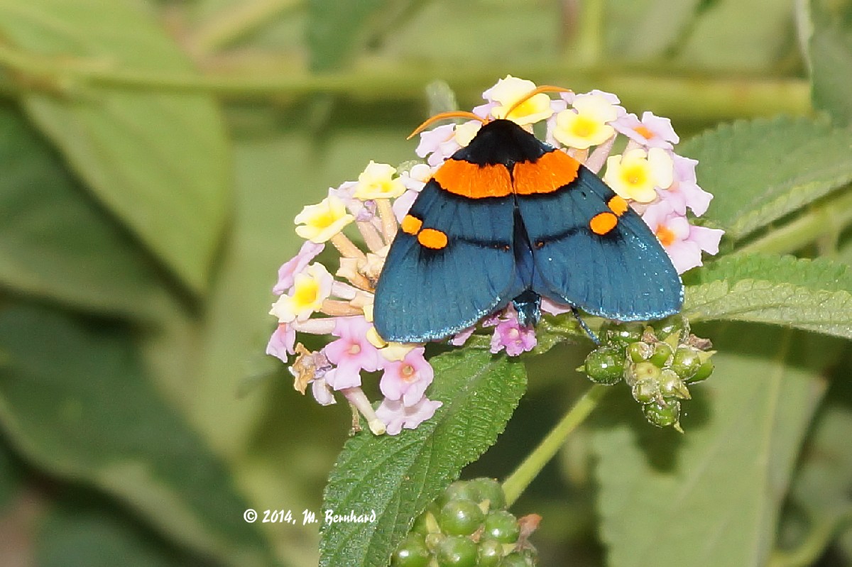 Der Blaue mit den orangenen Flecken