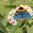 Der Blaue mit den orangenen Flecken