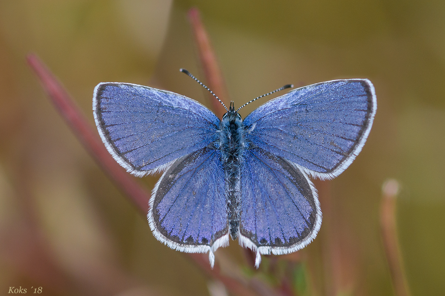 der Blaue mit Zipfeln