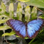 Der blaue Morpho