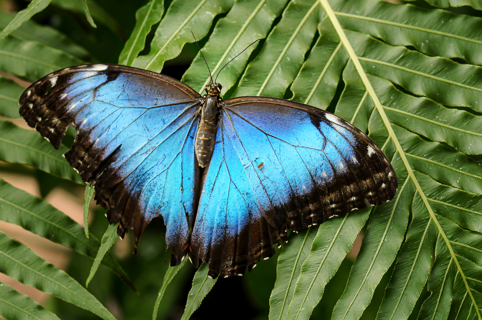 Der blaue Morpho