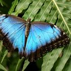 Der blaue Morpho