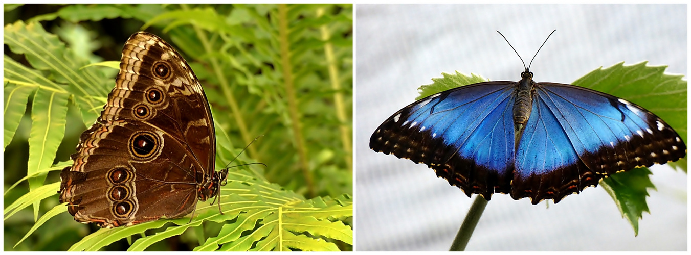 Der Blaue Morpho.