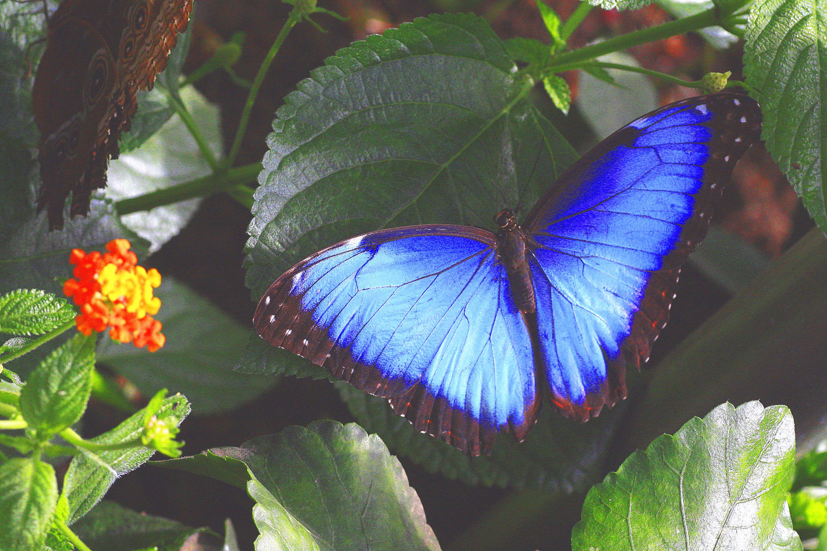 der blaue Morpho( Flügel offen)