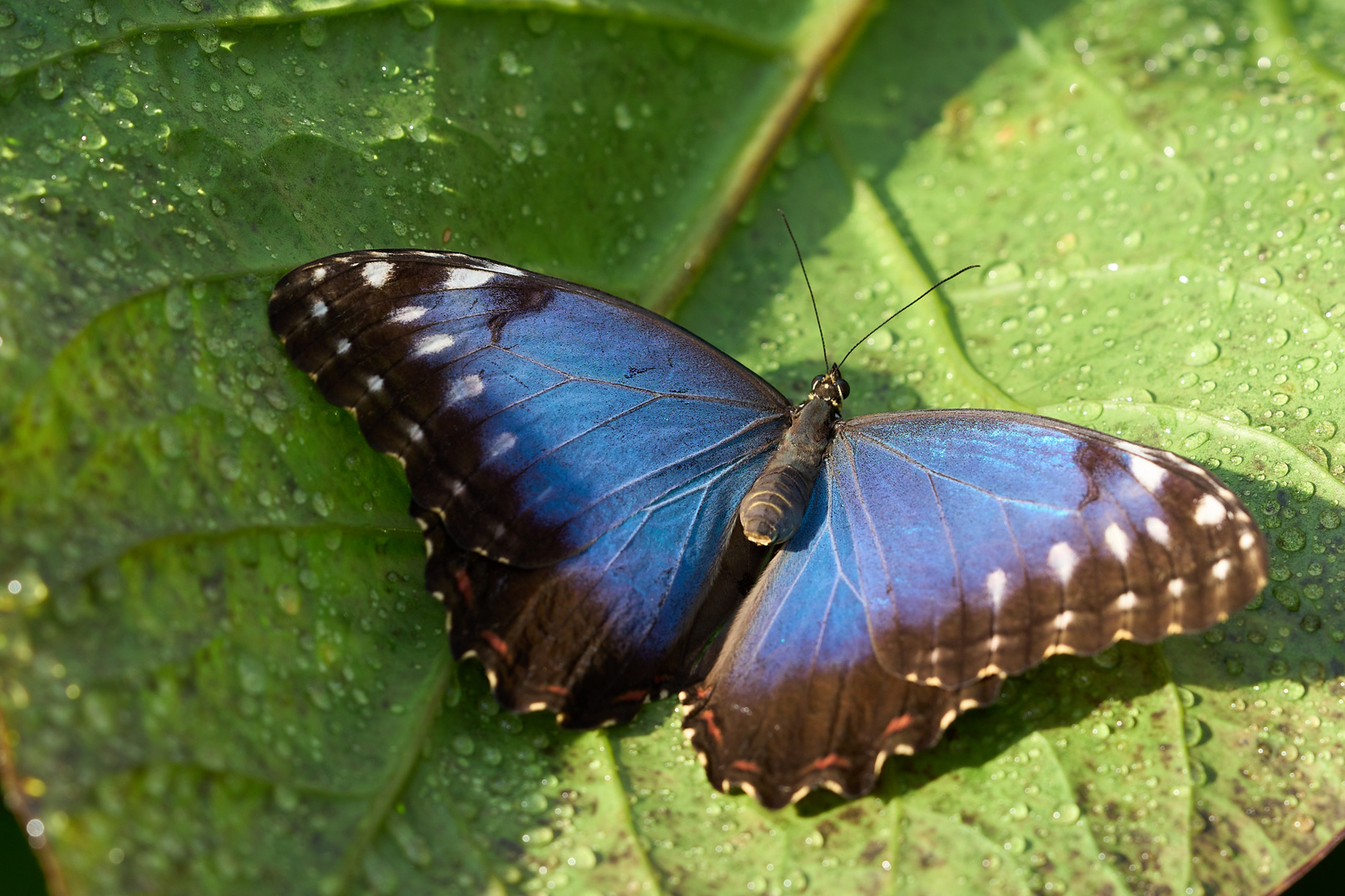 Der Blaue Morphofalter