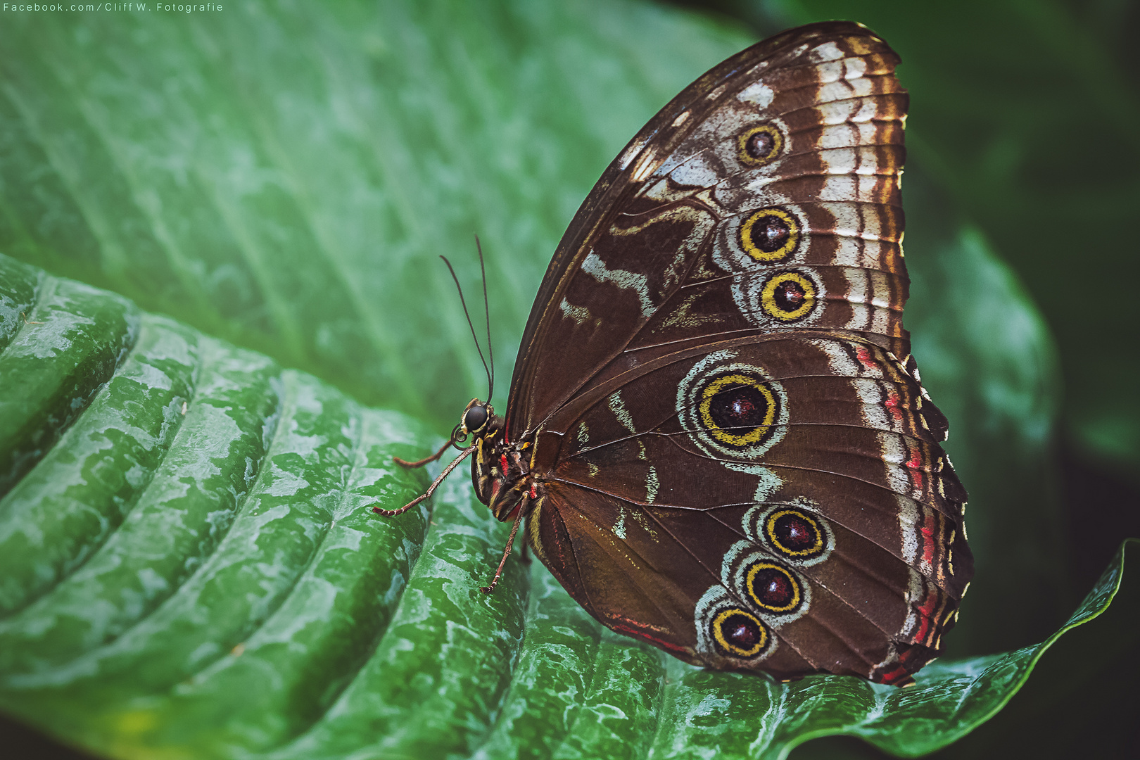 Der Blaue Morphofalter