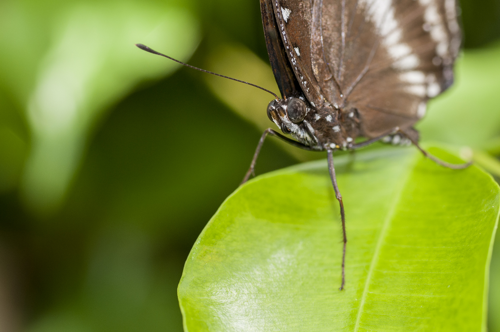 Der Blaue Morphofalter