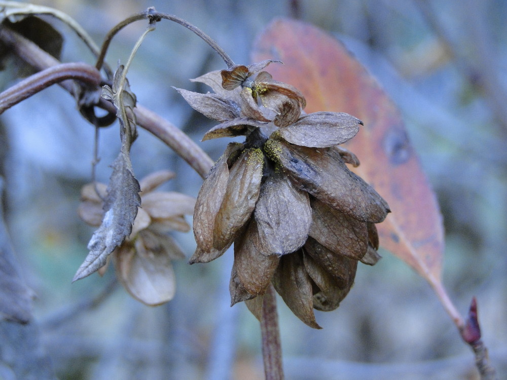 der blaue November