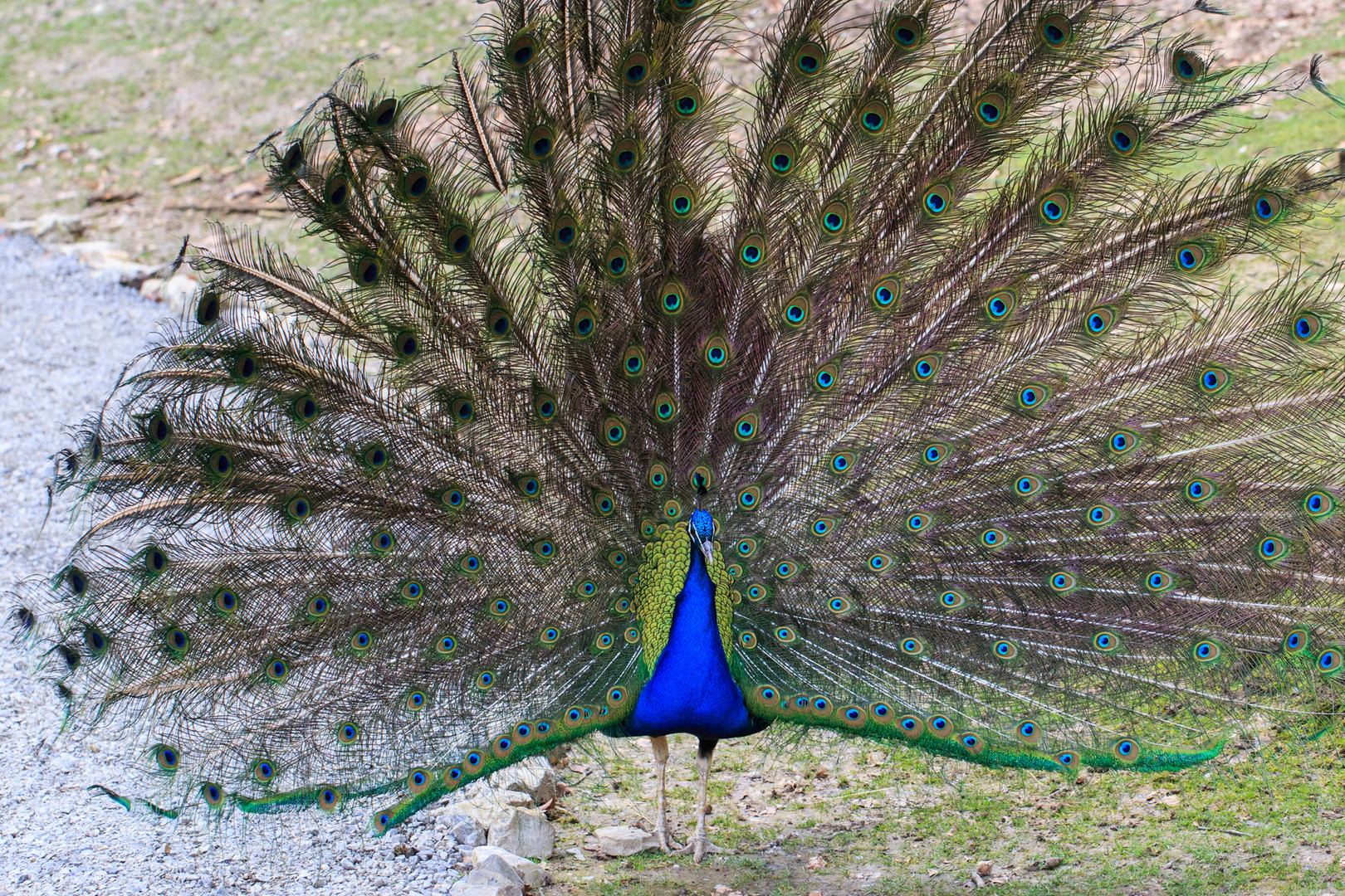 Der blaue Pfau