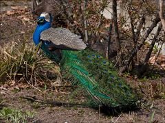 Der blaue Pfau