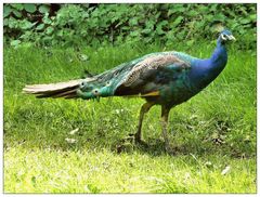 Der blaue Pfau aus dem Vogelpark