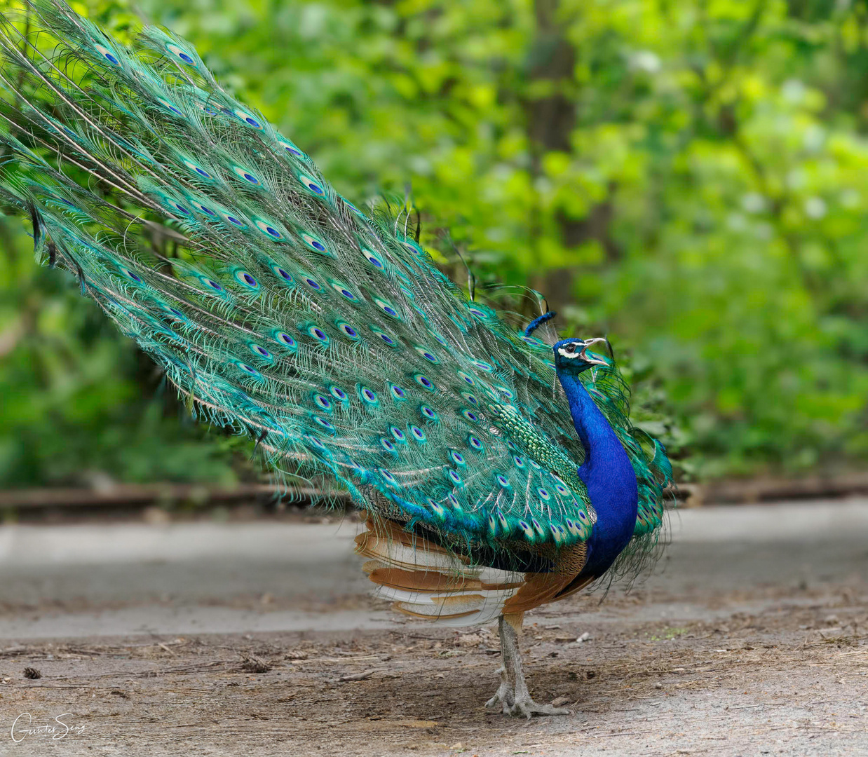 Der Blaue Pfau der Alten Fasanerie