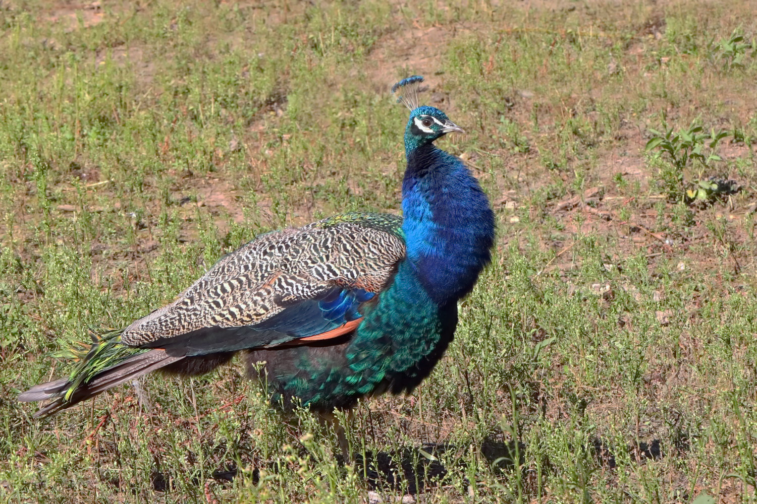 der blaue Pfau [Männchen]