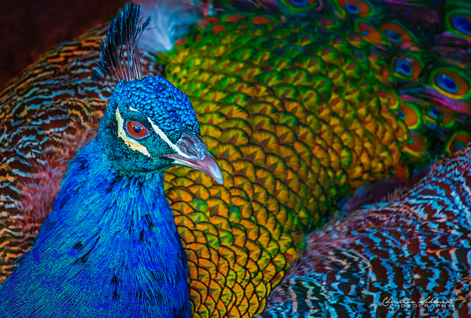 Der Blaue Pfau (Pavo cristatus)