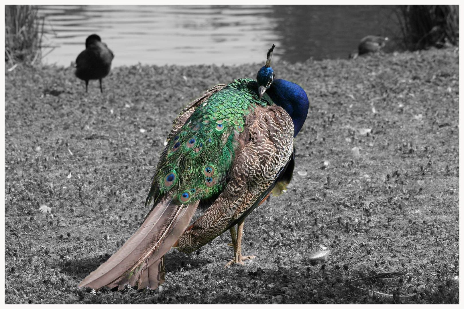 Der Blaue Pfau (Pavo cristatus)