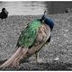 Der Blaue Pfau (Pavo cristatus)