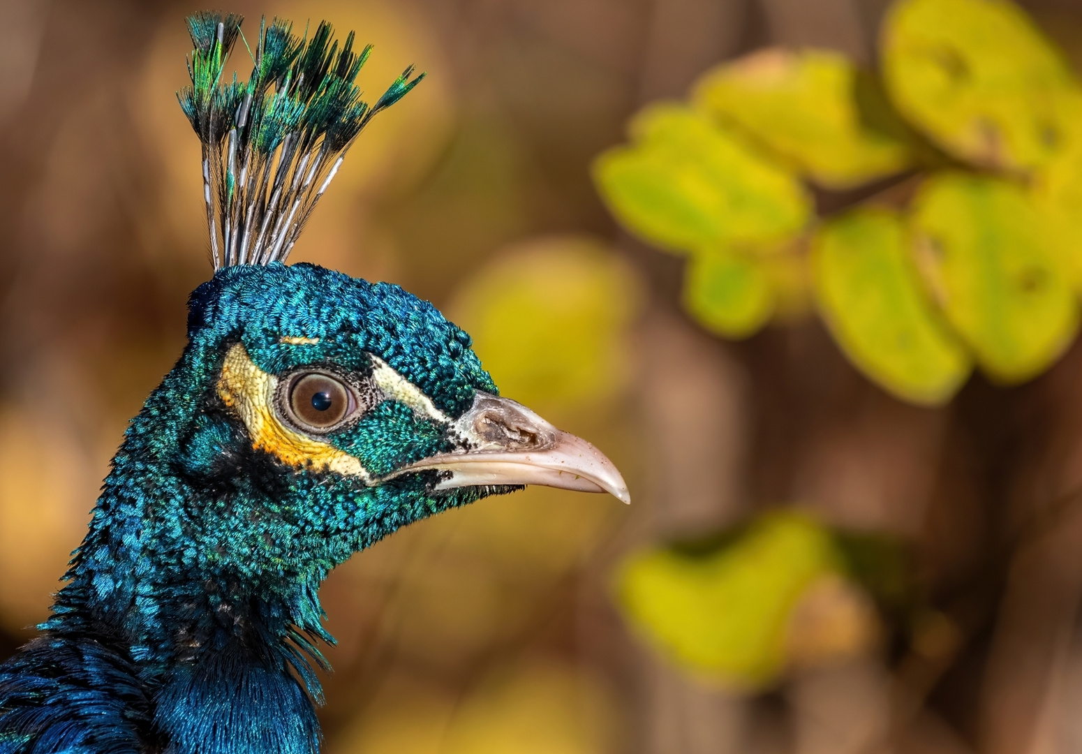 Der Blaue Pfau (  Pavo cristatus)