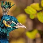 Der Blaue Pfau (  Pavo cristatus)