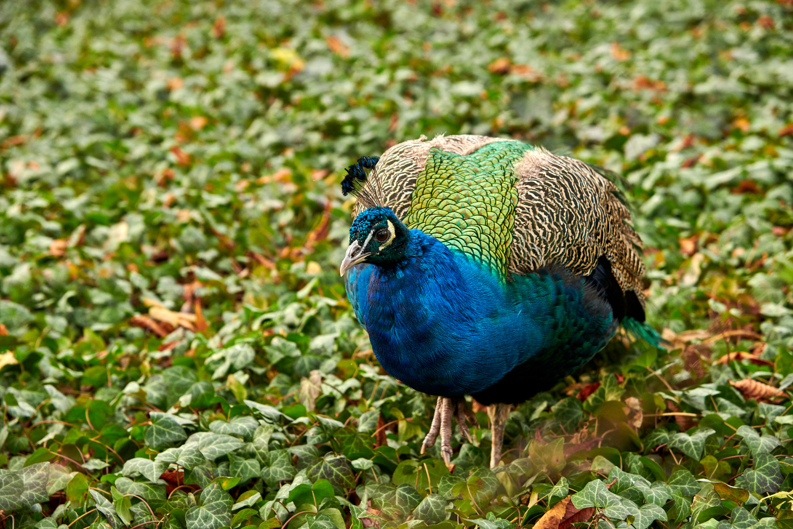 Der Blaue Pfau (Pavo cristatus) 