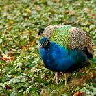 Der Blaue Pfau (Pavo cristatus) 