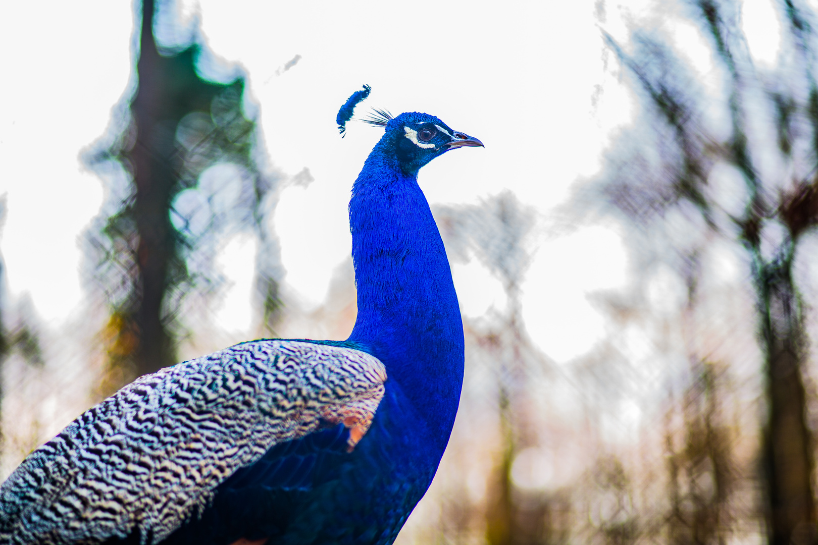 Der Blaue Phönix