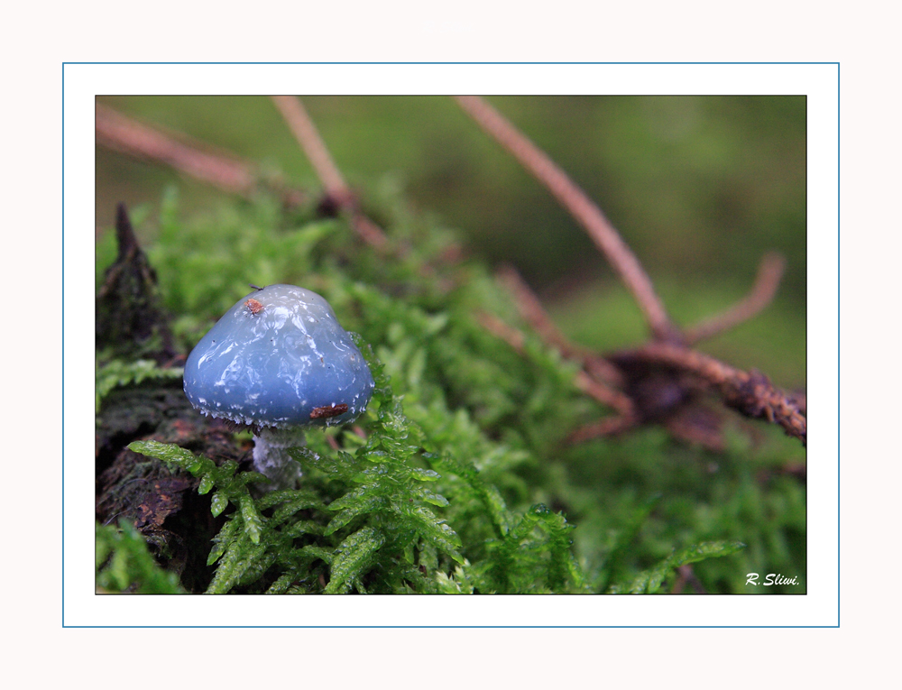 Der blaue Pilz